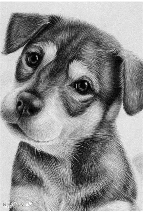 animal drawings pencil|How to Draw Animals .